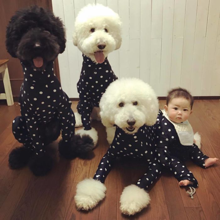 A amizade entre dois irmãos e três poodles gigantes