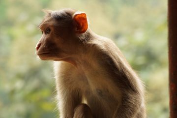 Fotógrafo divulga fotos de macacos em poses engraçadas – Vírgula