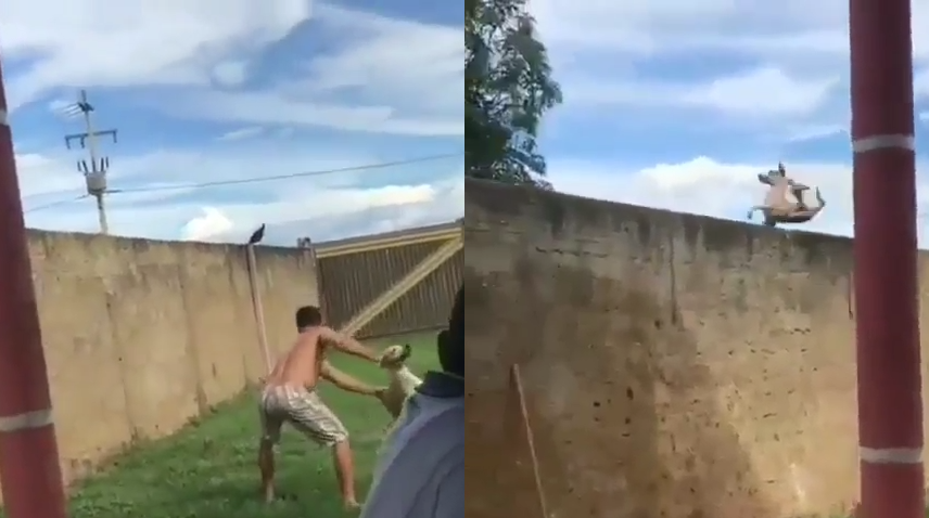 Paolla Oliveira denuncia homem que arremessou cachorro por cima do muro