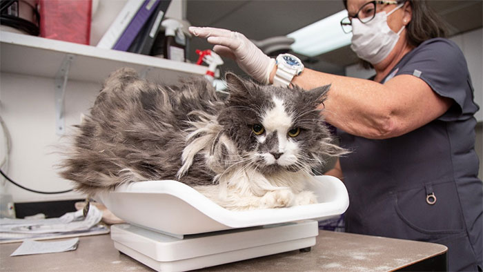 A gatinha de quatro anos Fluffer foi encontrada pela organização Arizona Humane Society com quase um quilo de pelo emaranhado. Após ser tosada e liberada pela equipe veterinária, o felino foi adotado depois de dois dias.