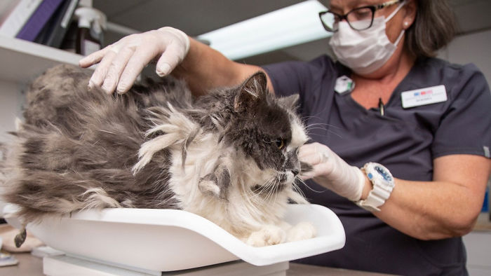 A gatinha de quatro anos Fluffer foi encontrada pela organização Arizona Humane Society com quase um quilo de pelo emaranhado. Após ser tosada e liberada pela equipe veterinária, o felino foi adotado depois de dois dias.