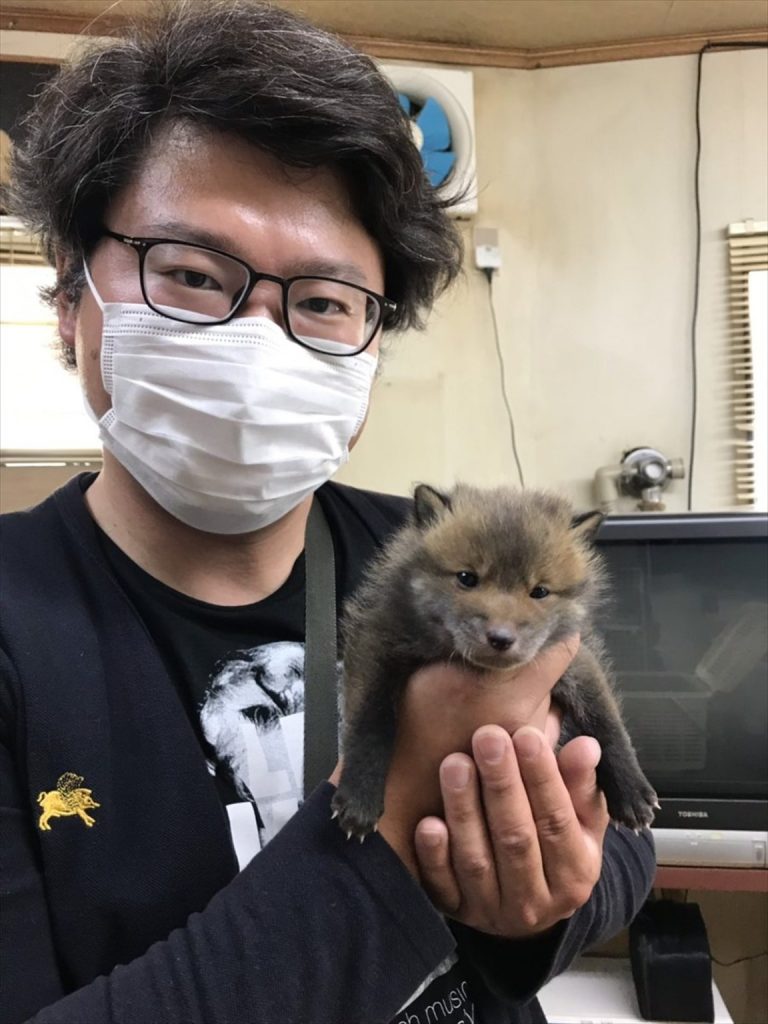 Macy resgatou um filhote na beira de uma estrada em Tsukigata, no Japão. Mas o que ele achava ser uma cadelinha era, na verdade, uma raposa. 