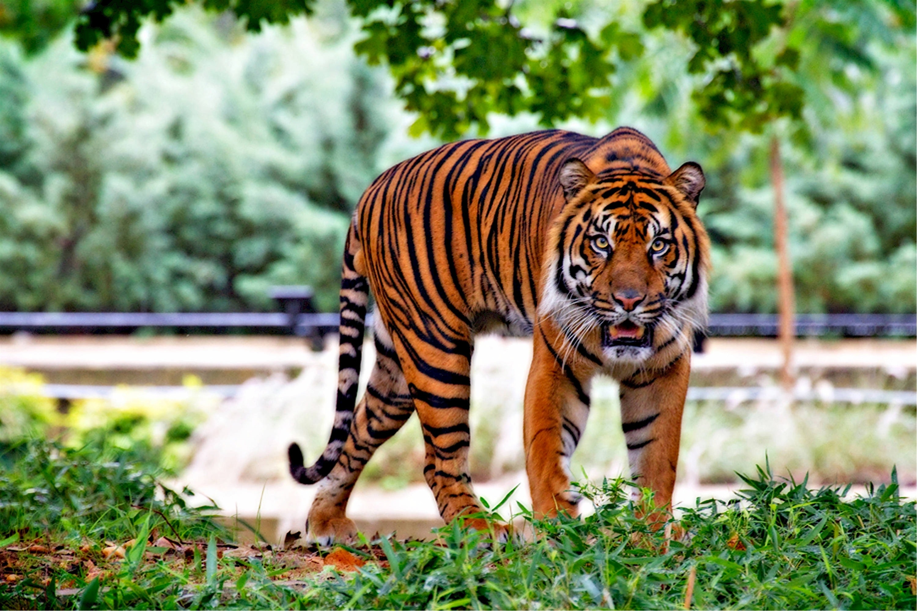 Vídeo flagra momento em que homem laça tigre à solta no México