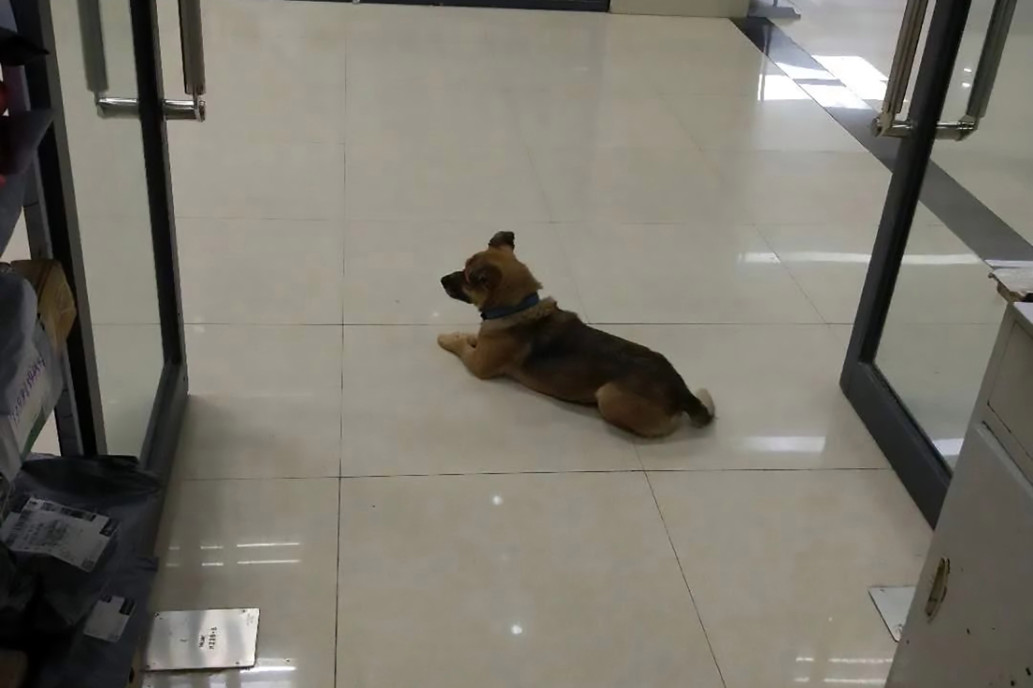 Cão se recusa a ir embora de hospital e espera dono falecido por três meses