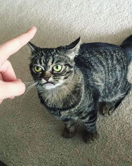 A sucessora da Grumpy Cat?