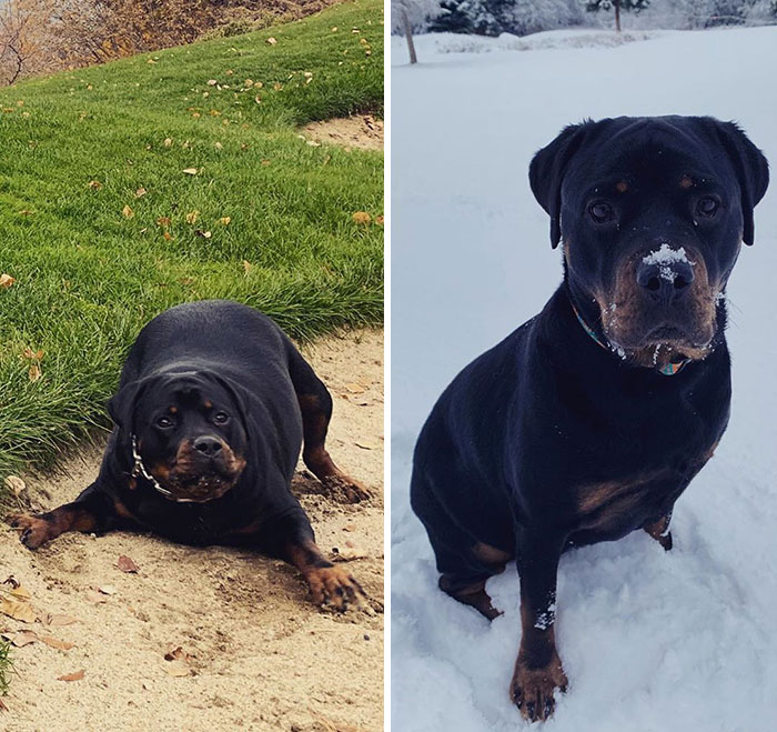 As incríveis transformações de cães obesos que perderam peso