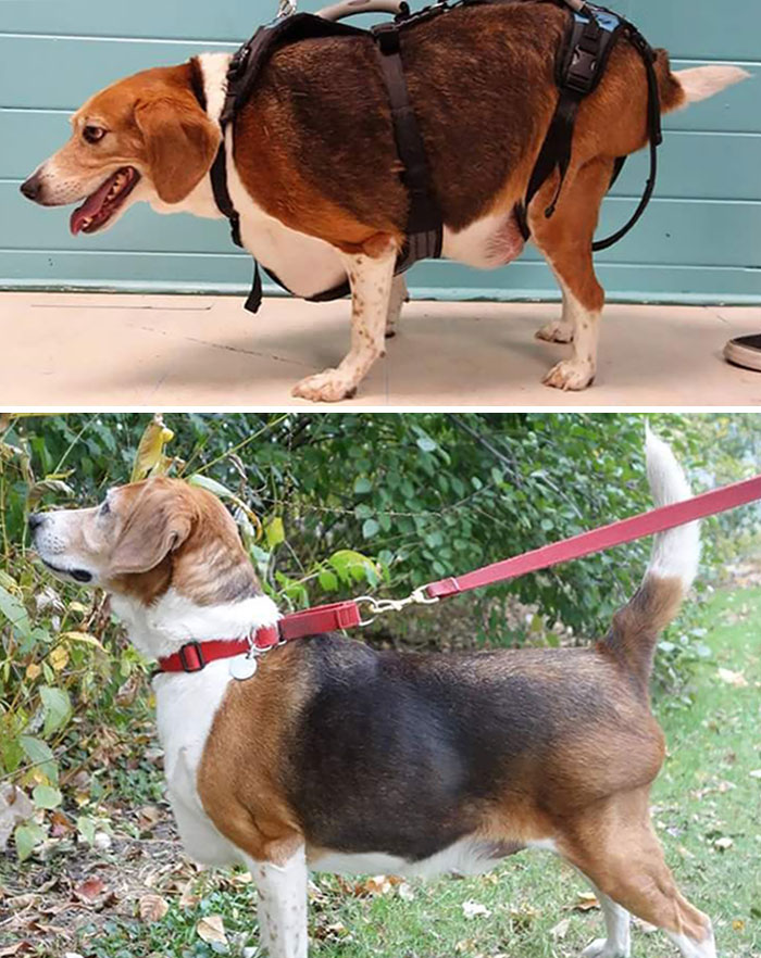 As incríveis transformações de cães obesos que perderam peso