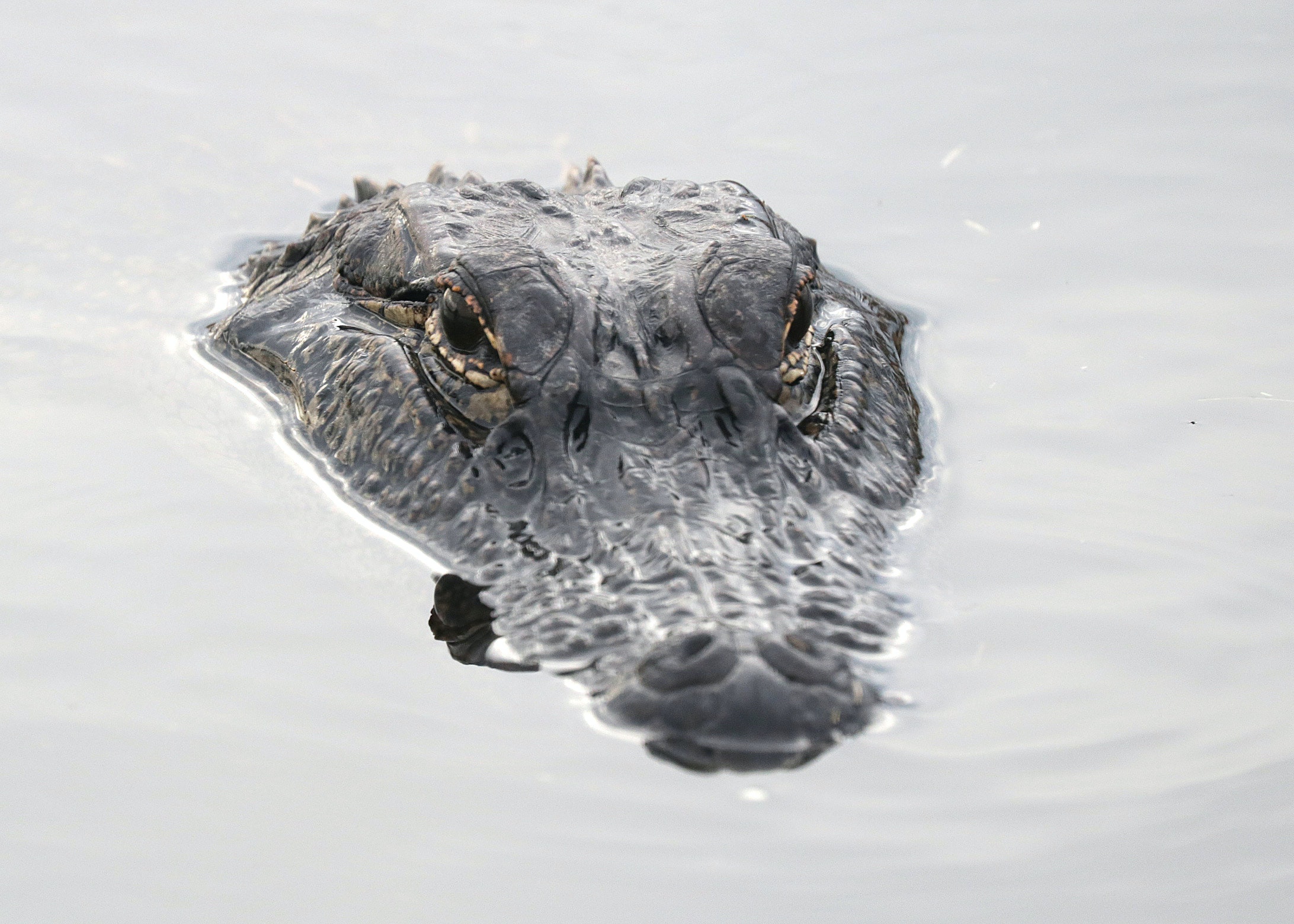 Homem é arrastado por crocodilo em lago e sobrevive com ajuda de amigo