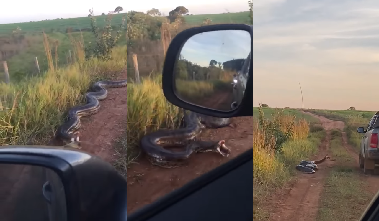 Cobra de 7 metros dá o bote em carro e mulher se desespera; assista