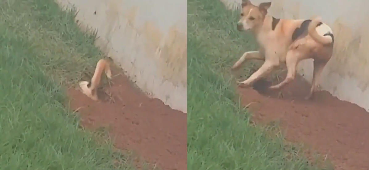 Virou tatu? Cachorrinho sapeca cava buraco, se esconde e diverte dono; assista