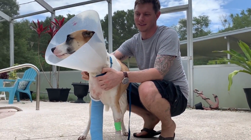 Na Flórida, homem luta contra jacaré de quase 9 metros para salvar cão