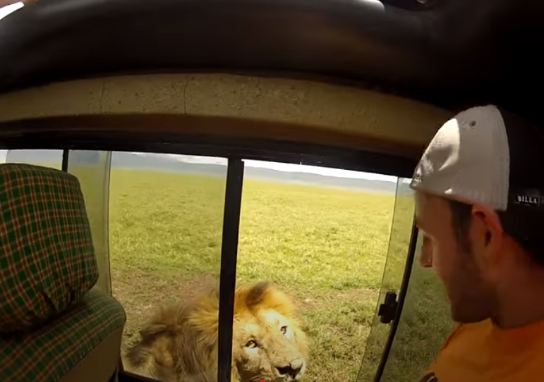 Turista tenta acariciar leão durante safari e leva susto com reação