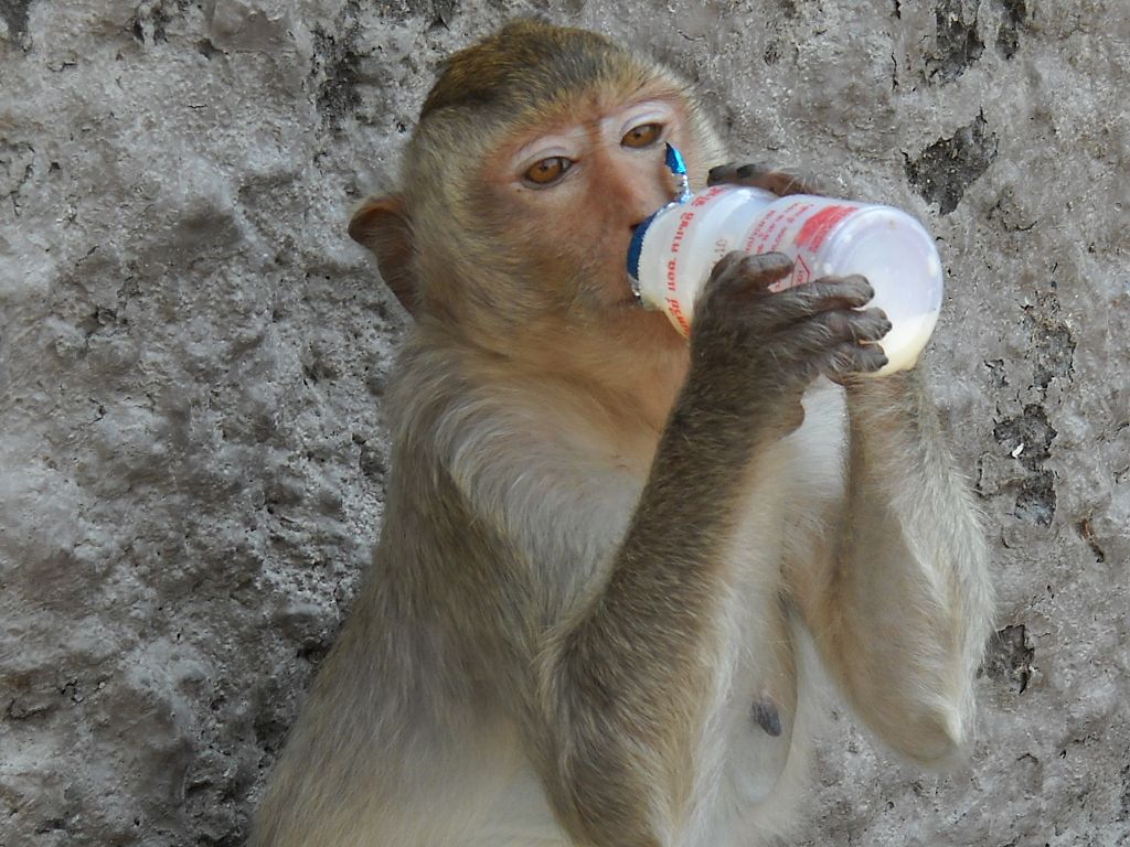 Macacos tomam conta de cidade tailandesa e amedrontam moradores