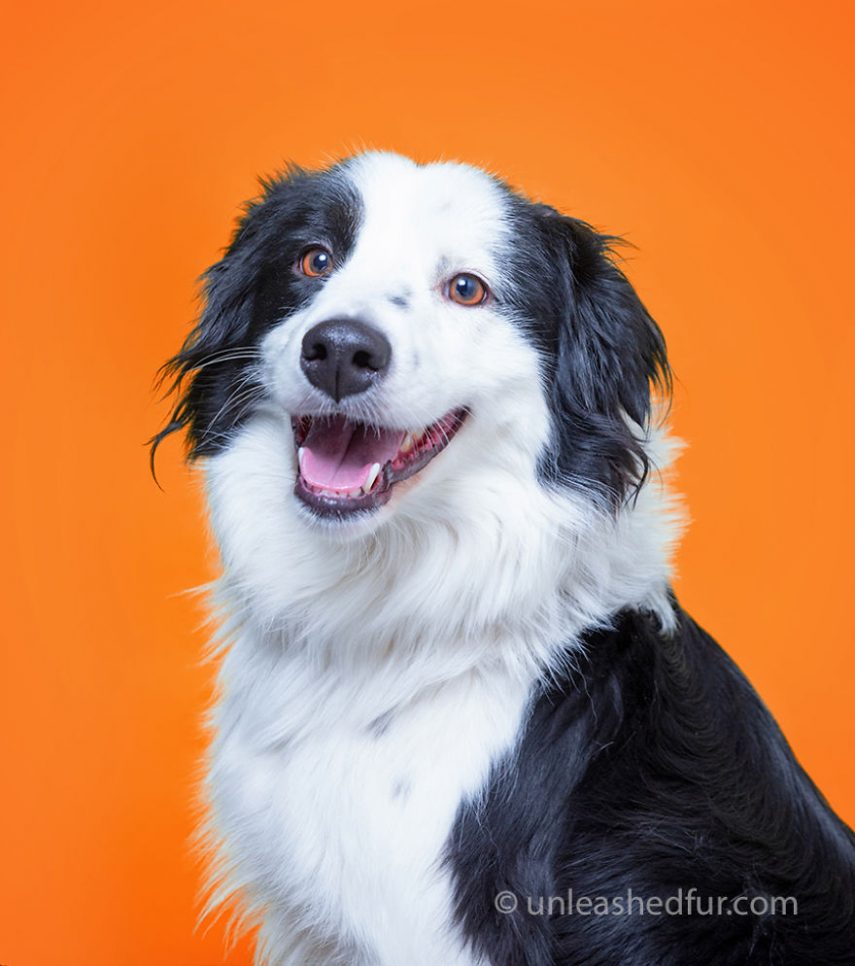 Fotógrafa tira fotos incríveis de cães de abrigo para ajudá-los a achar um lar