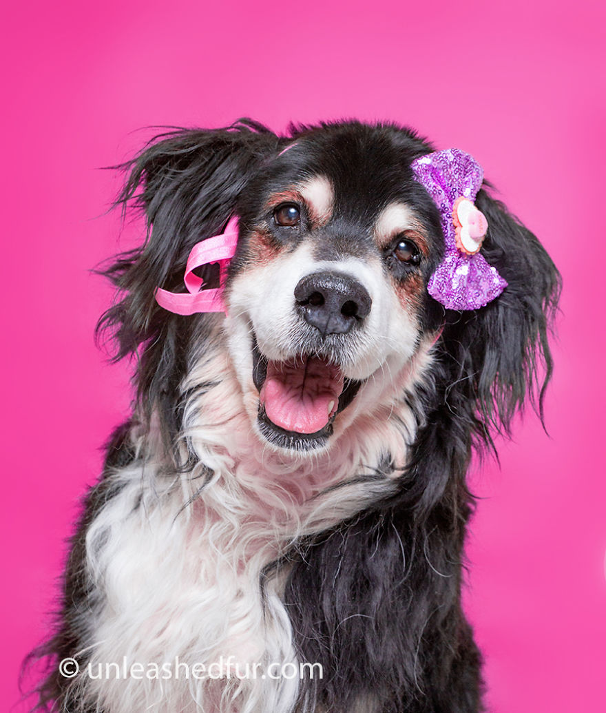 Fotógrafa mostra o carisma de animais sem lares em sessão de fotos beneficente