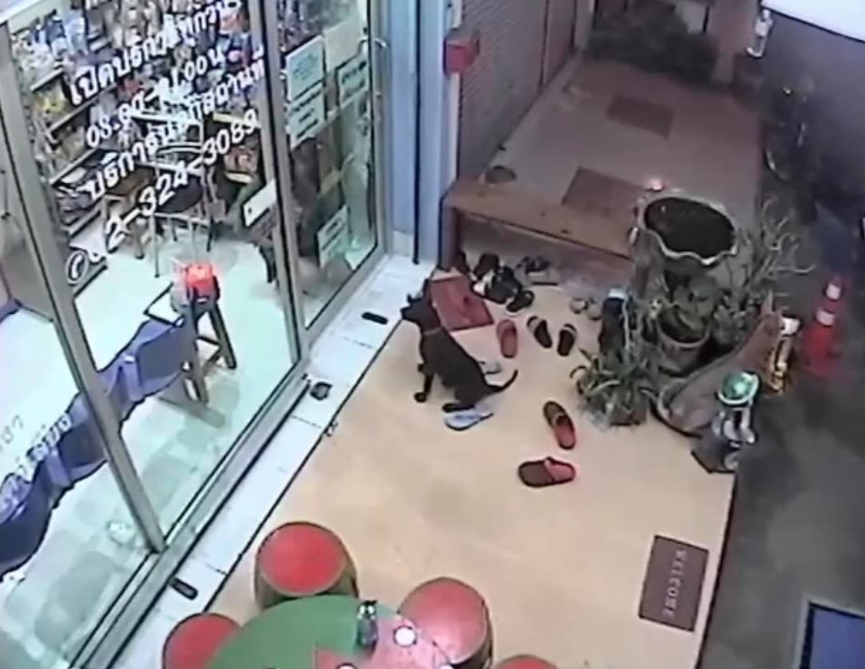 Cão perdido procura seu veterinário para ajudá-lo a voltar para casa