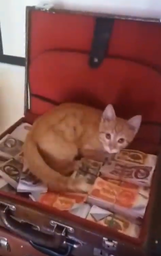 Pego no flagra: filhote de gato tenta 'roubar' dinheiro de bar russo