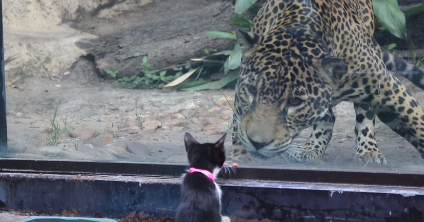 Alerta de fofura: veja o que acontece quando cães e gatos visitam o zoológico