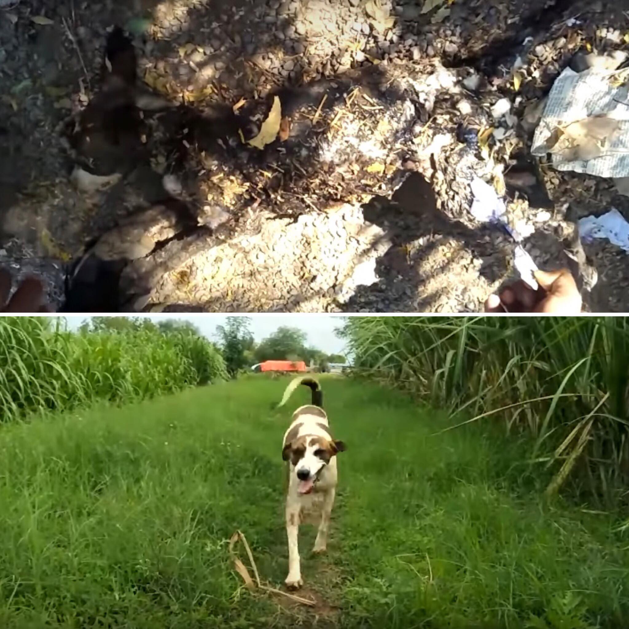 Cadela encontrada coberta por piche fica irreconhecível após resgate