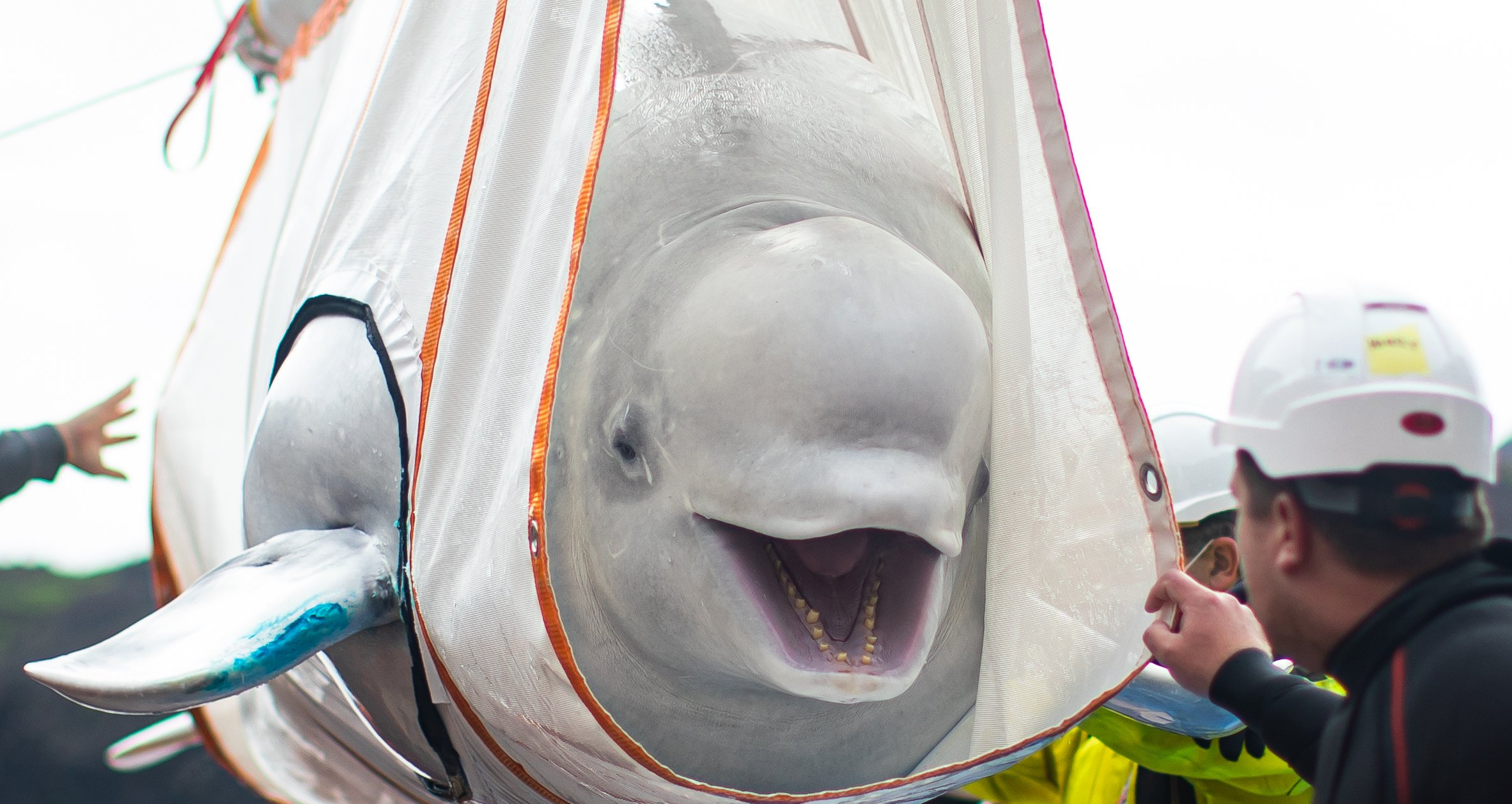 Esta baleia beluga tem sido mantida no aquário de um shopping por