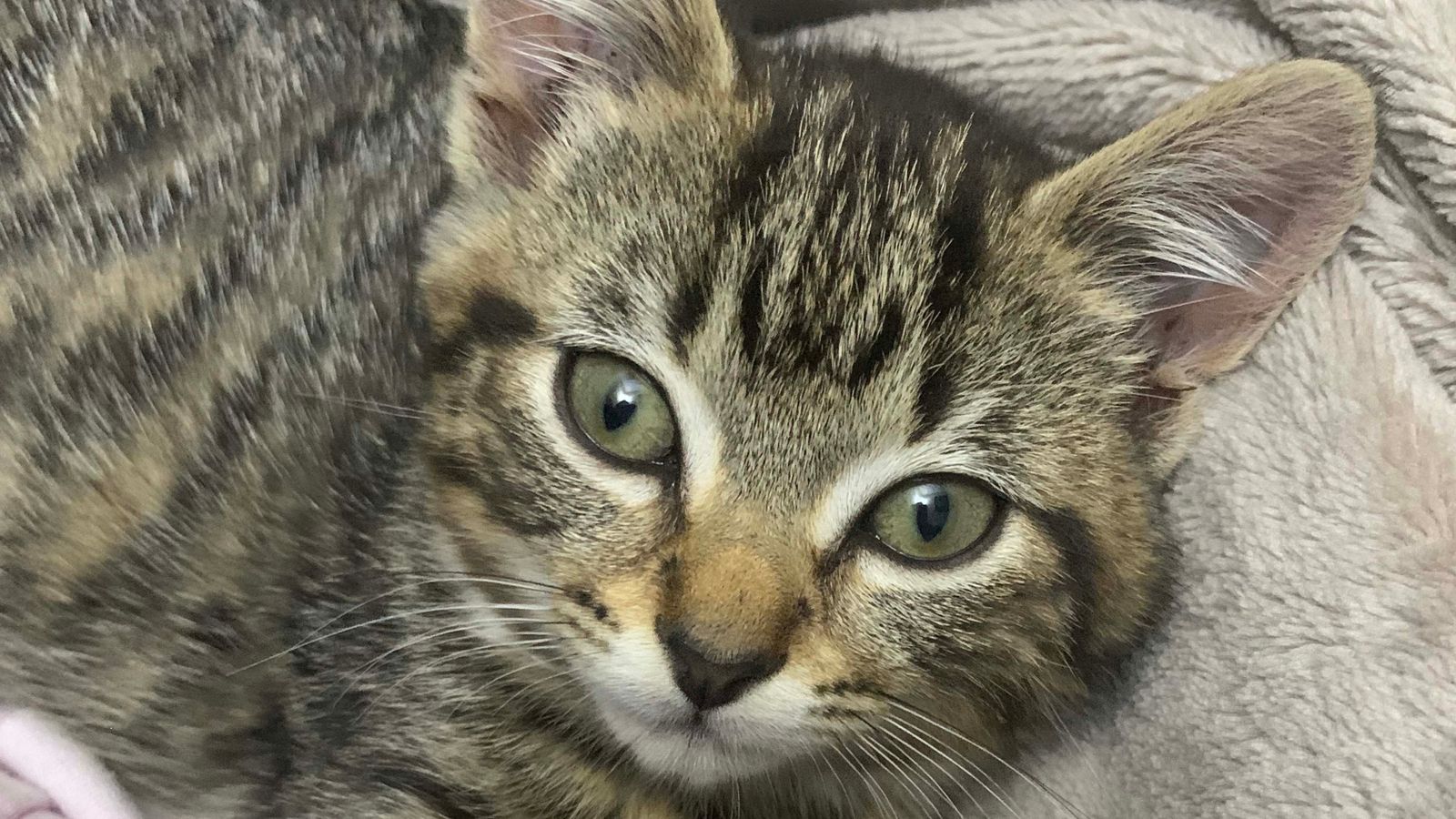 Gata fica presa em três veículos diferentes no mesmo dia