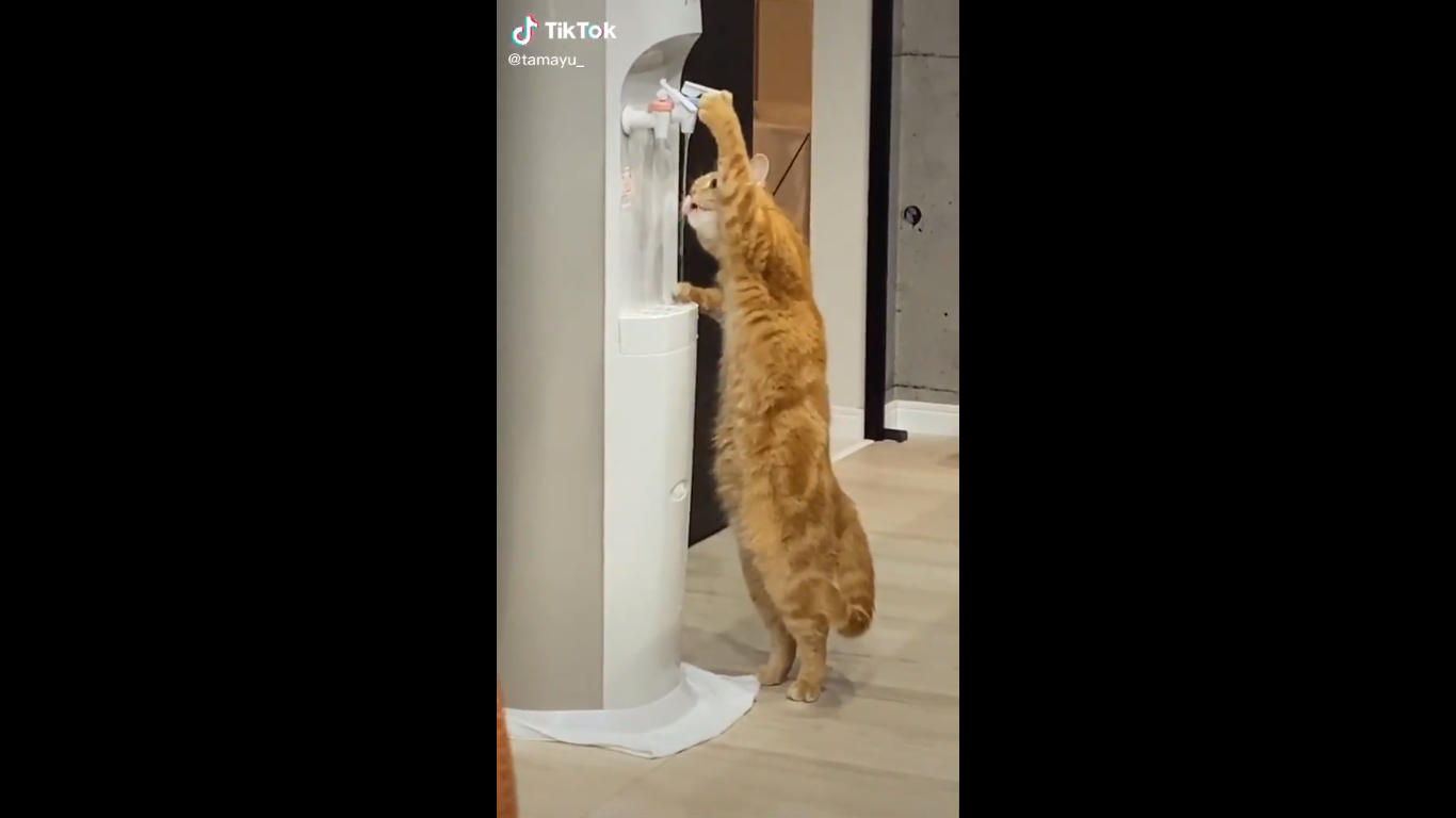 VÍDEO: Gato 'meliante' disfarça e rouba peixe sem levantar suspeitas