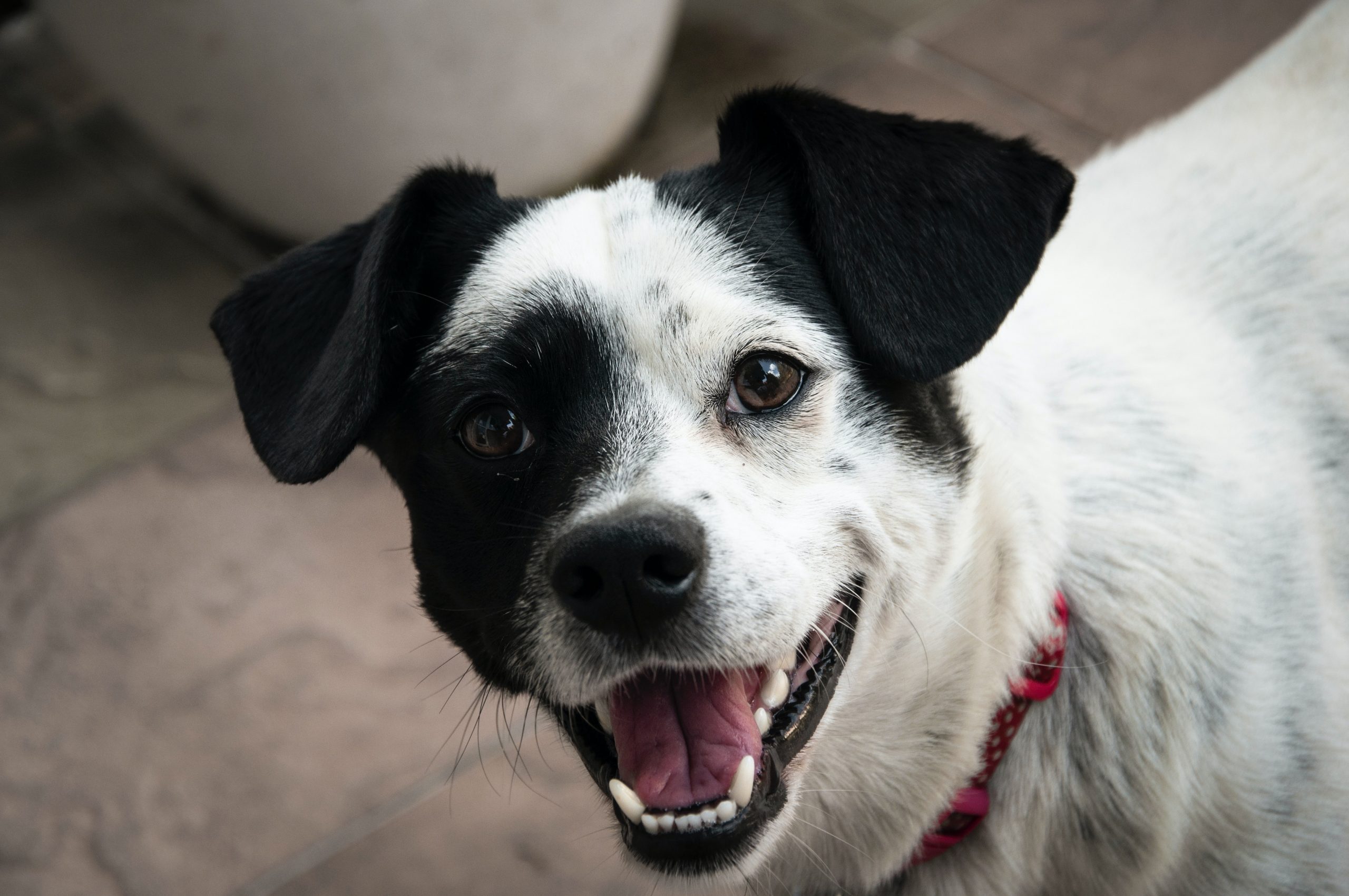 De Beethoven a Anitta: descubra os nomes de artistas mais populares entre cães