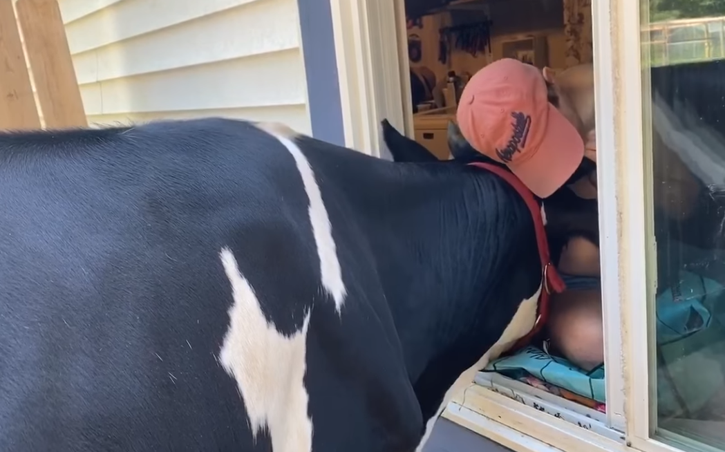 Esta vaca resgatada muge todas as manhãs para pedir carinho ao dono