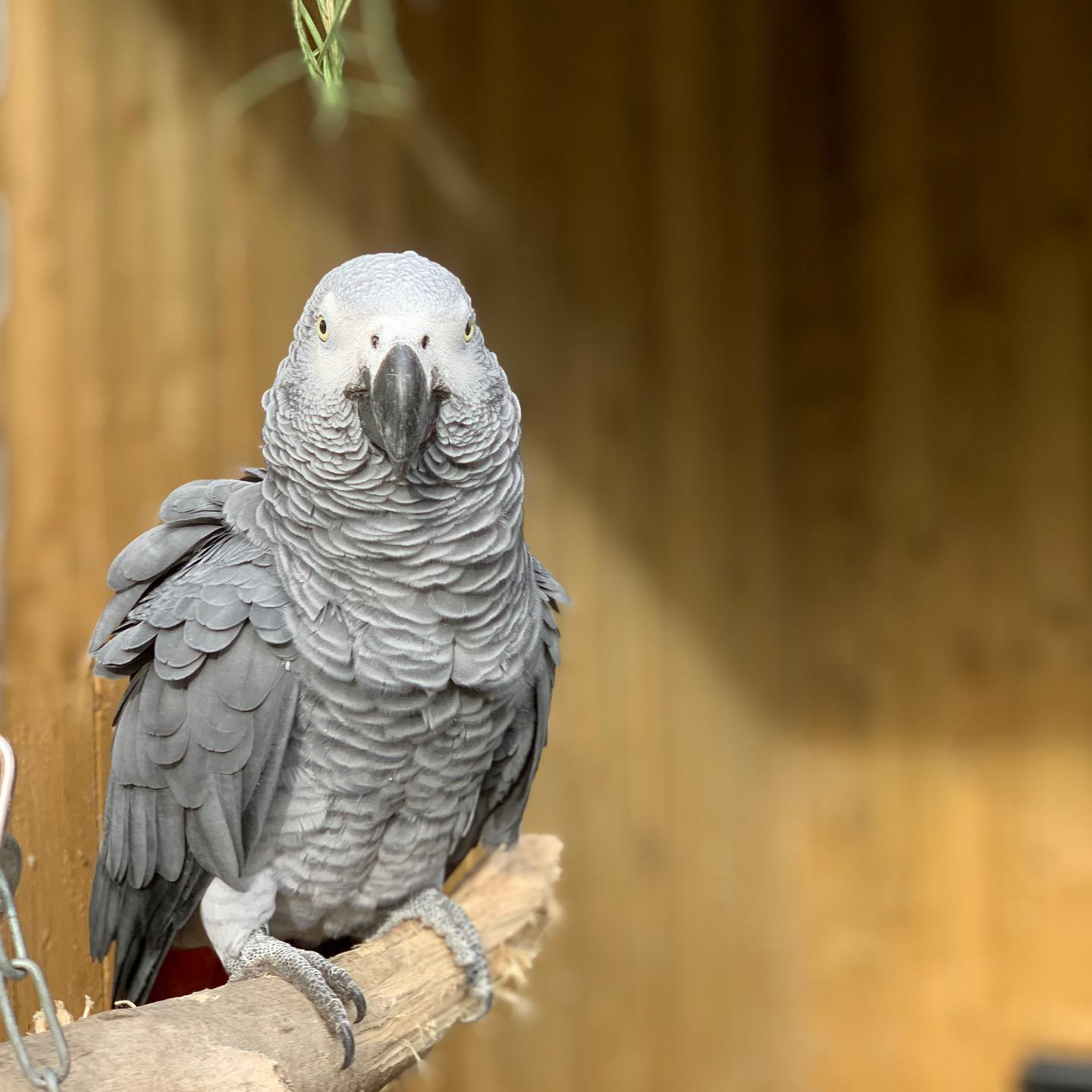 Papagaios são retirados de zoológico por xingarem muito