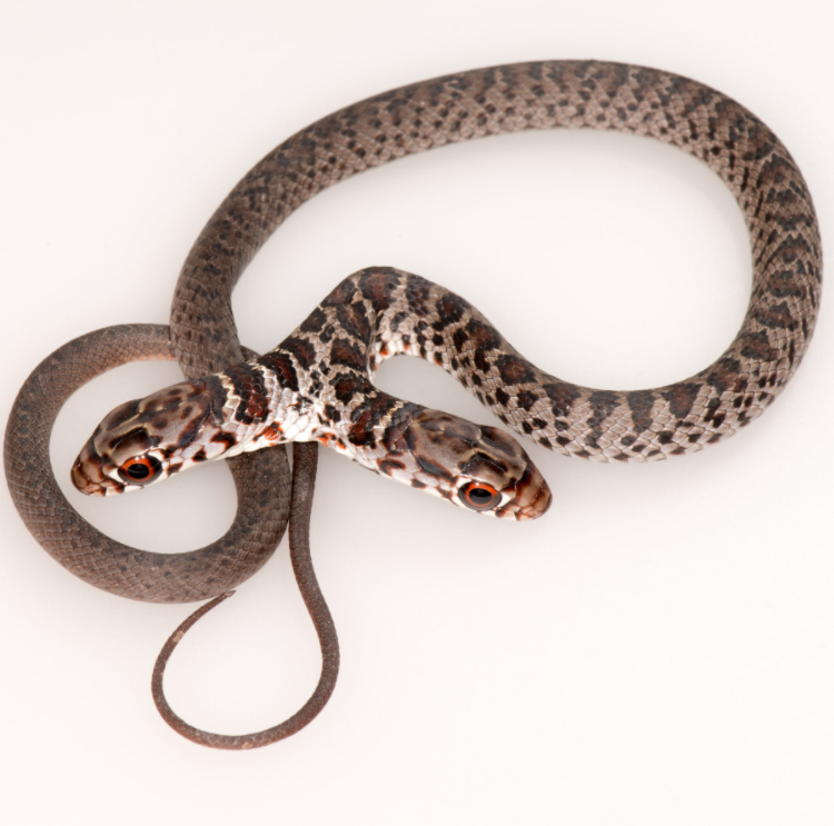 Dos, como foi nomeada a cobra, foi encontrado pela família de Kay Rogers, na Flórida. Ele sofre de um fenômeno chamado bicefalia.