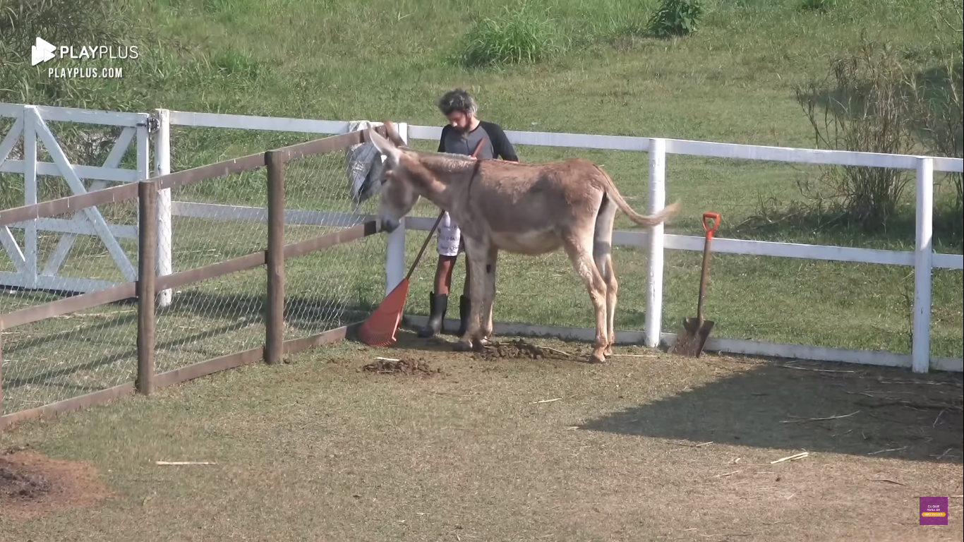 Cartolouco conversa com jumenta em A Fazenda e pergunta: "Que time você torce?"