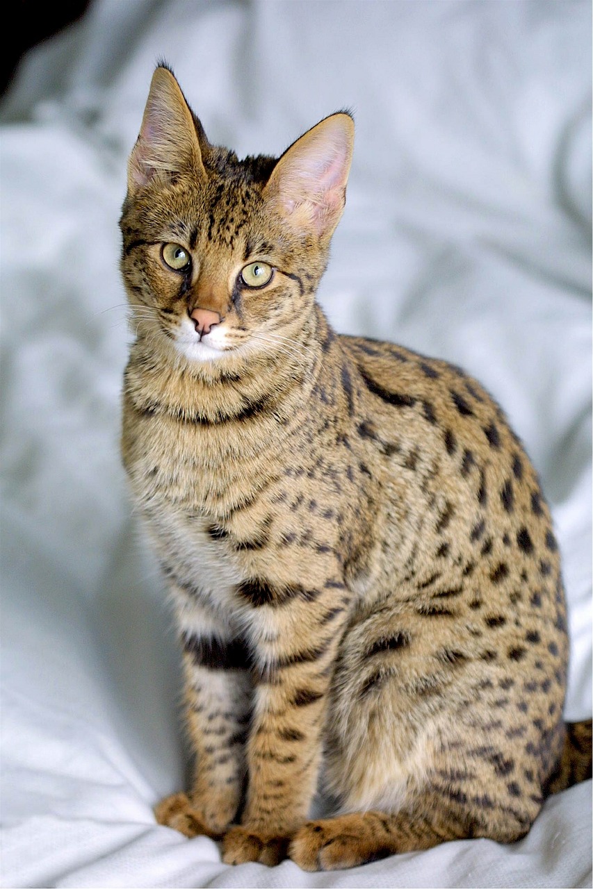 Após pagar R$ 39 mil por gato, casal francês descobre que filhote é um tigre