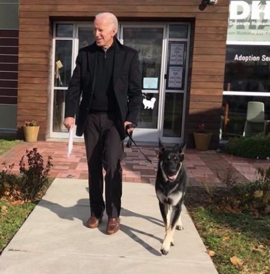 Com vitória de Joe Biden, um cão resgatado morará pela 1ª vez na Casa Branca
