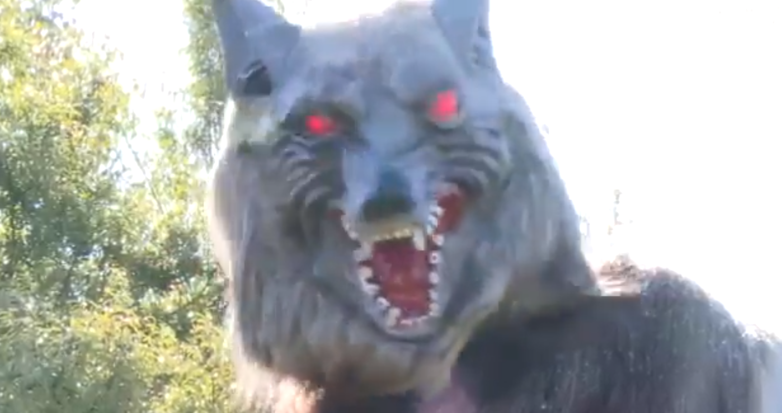 Cidade japonesa utiliza lobo-robô assustador para afastar ursos