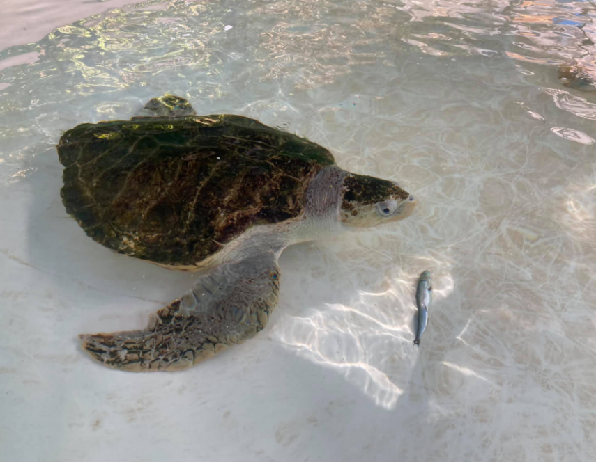 A tartaruga-oliva Lou perdeu duas barbatanas, uma dianteira e outra traseira, após ficar presa em redes de pesca