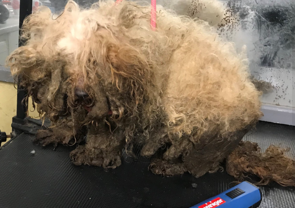 Irreconhecíveis: cães resgatados na Inglaterra passam por transformação drástica