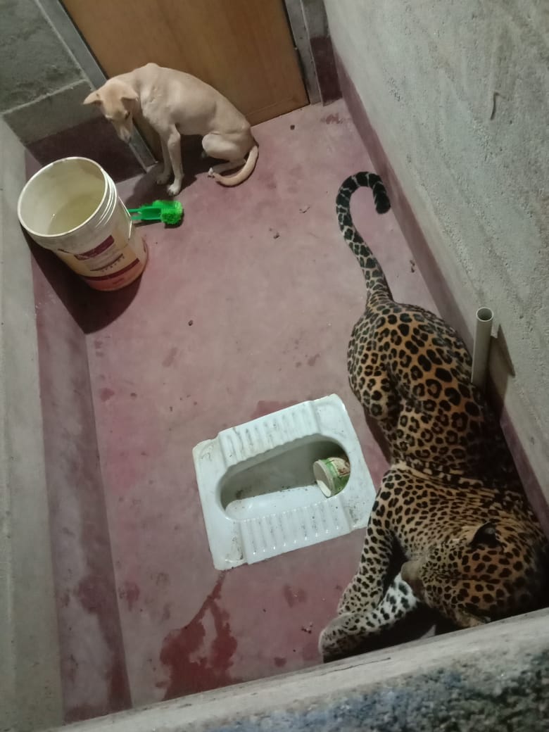 Cão fica preso em banheiro por horas com leopardo e consegue sobreviver