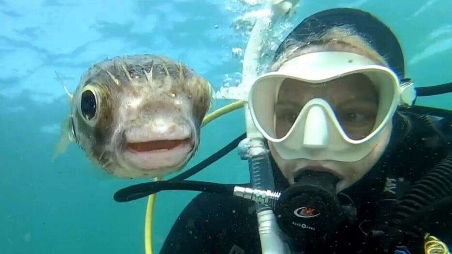 Fotógrafa australiana tira selfie com baiacu ‘simpático’ em mergulho