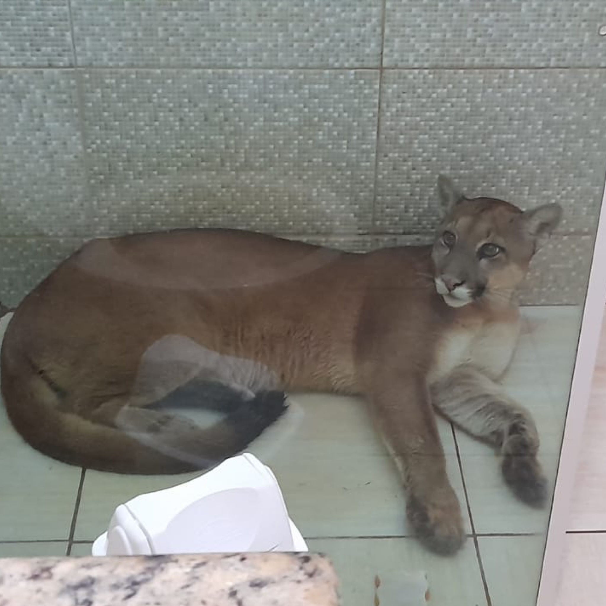 Onça-parda invade casa em São Paulo, animal foi resgatado sem ferimentos