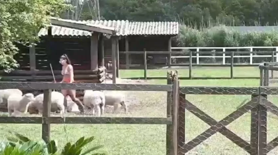 Marina Ferrari machuca rosto durante trato com as porcos