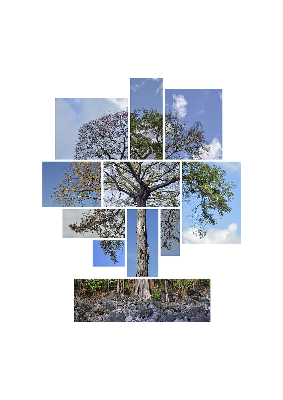 Estúdio 41 inaugura mostra fotográfica sobre a natureza e sua diversidade