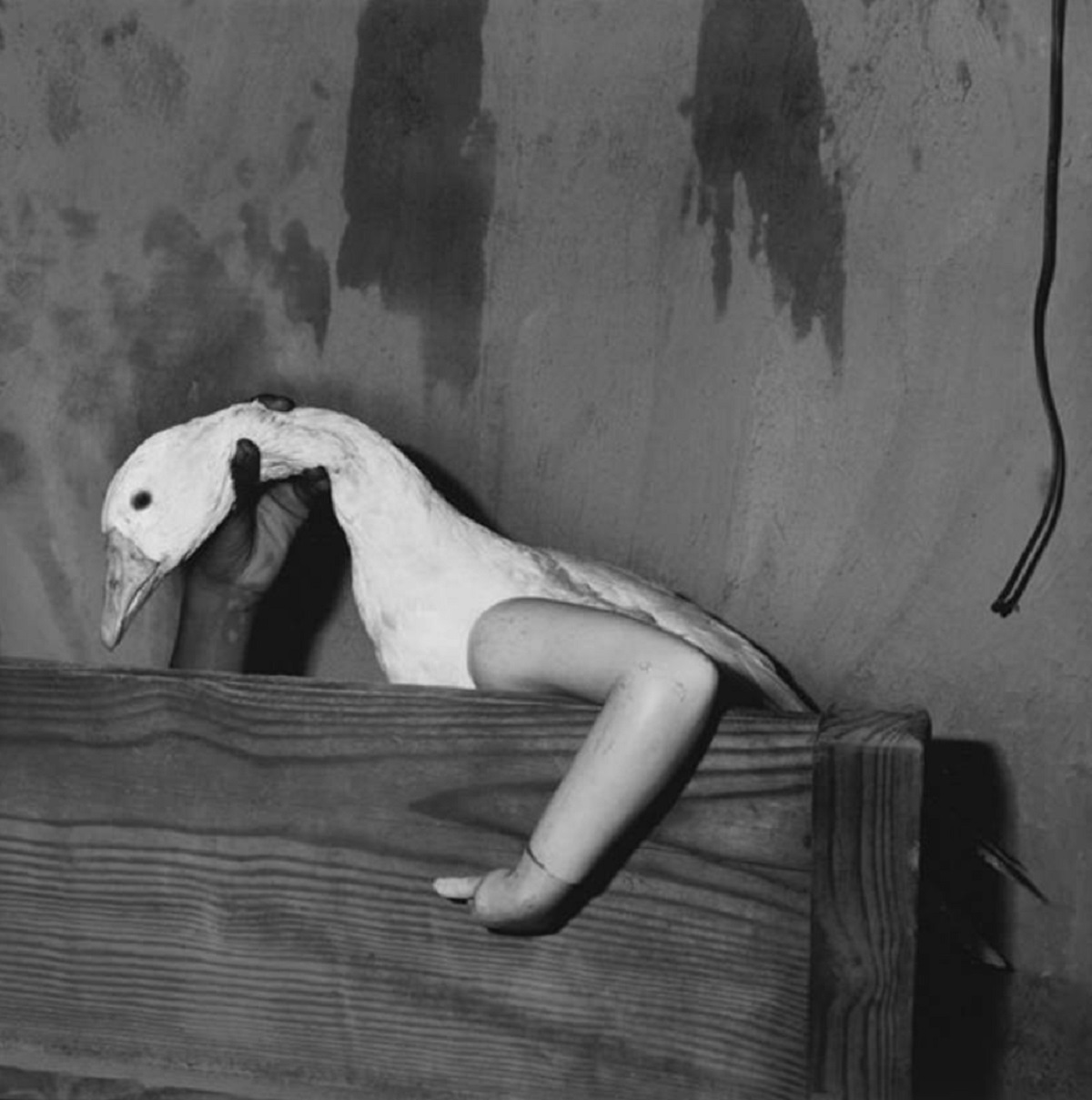 Roger Ballen expõe "Devir-Animal" na Galeria Lume