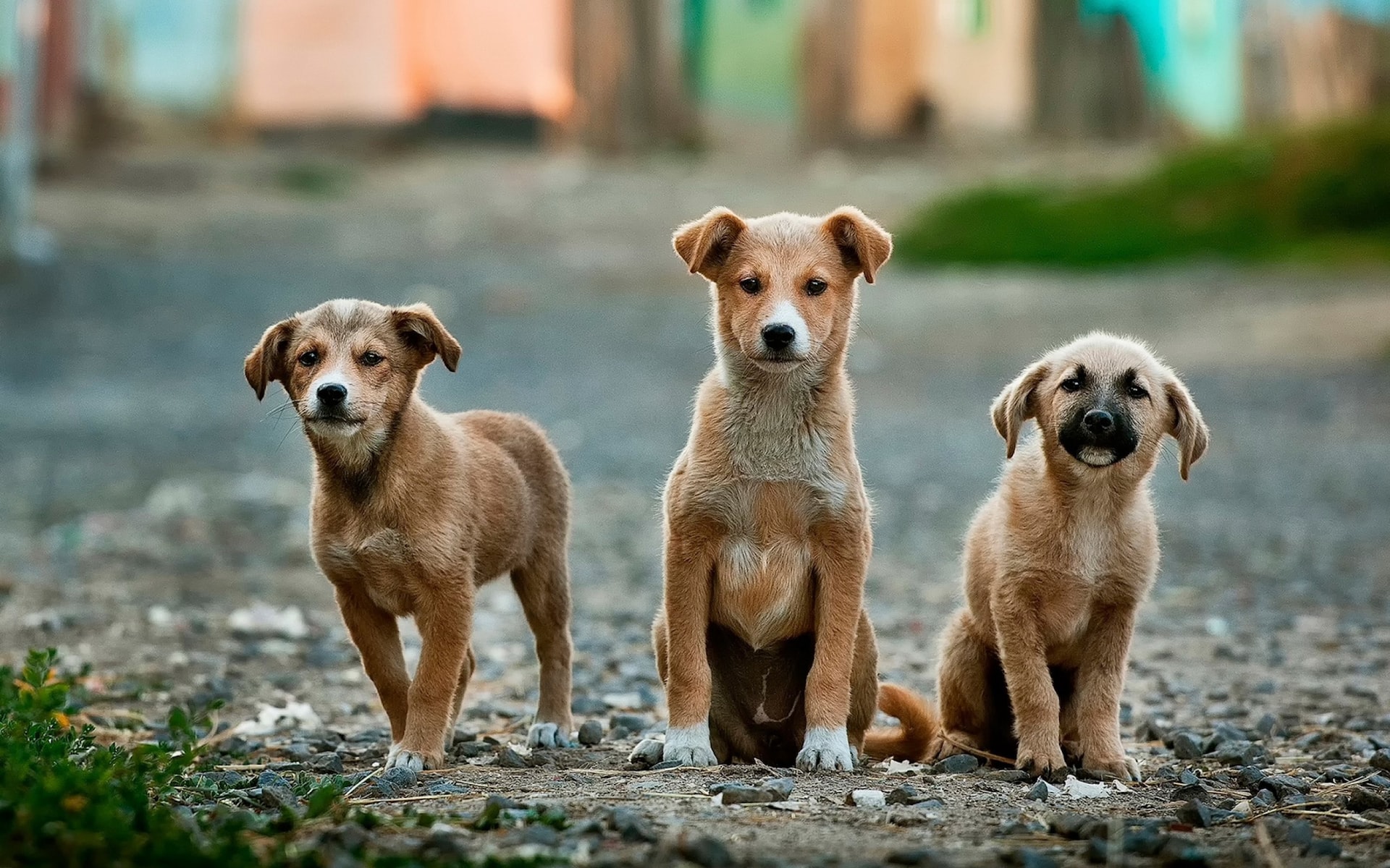 Zona Norte recebe evento de adoção responsável de animais