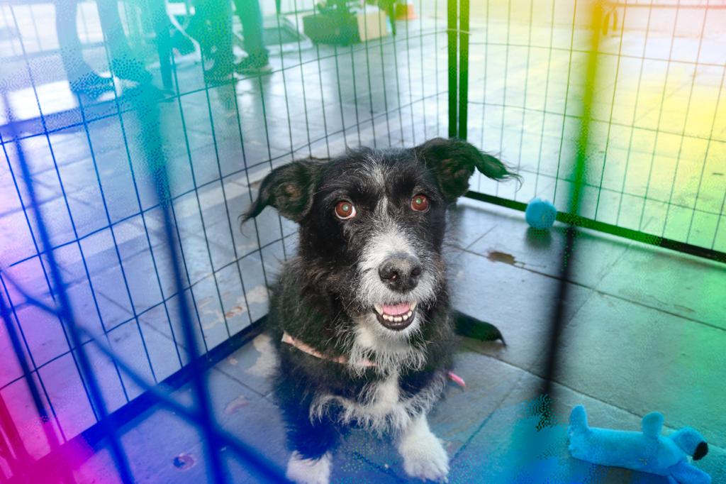 Shopping D organiza evento de adoção de cães e gatos