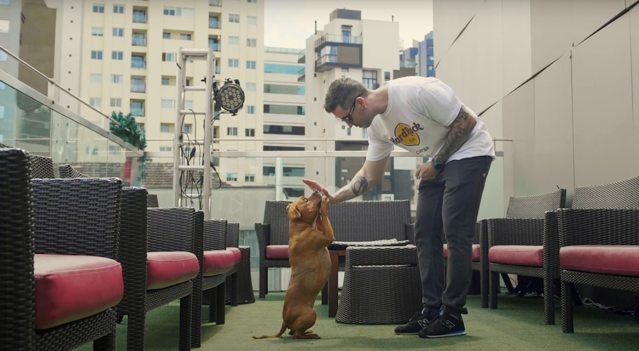 Hard Rock Cafe Curitiba promove aulas de adestramento gratuitas