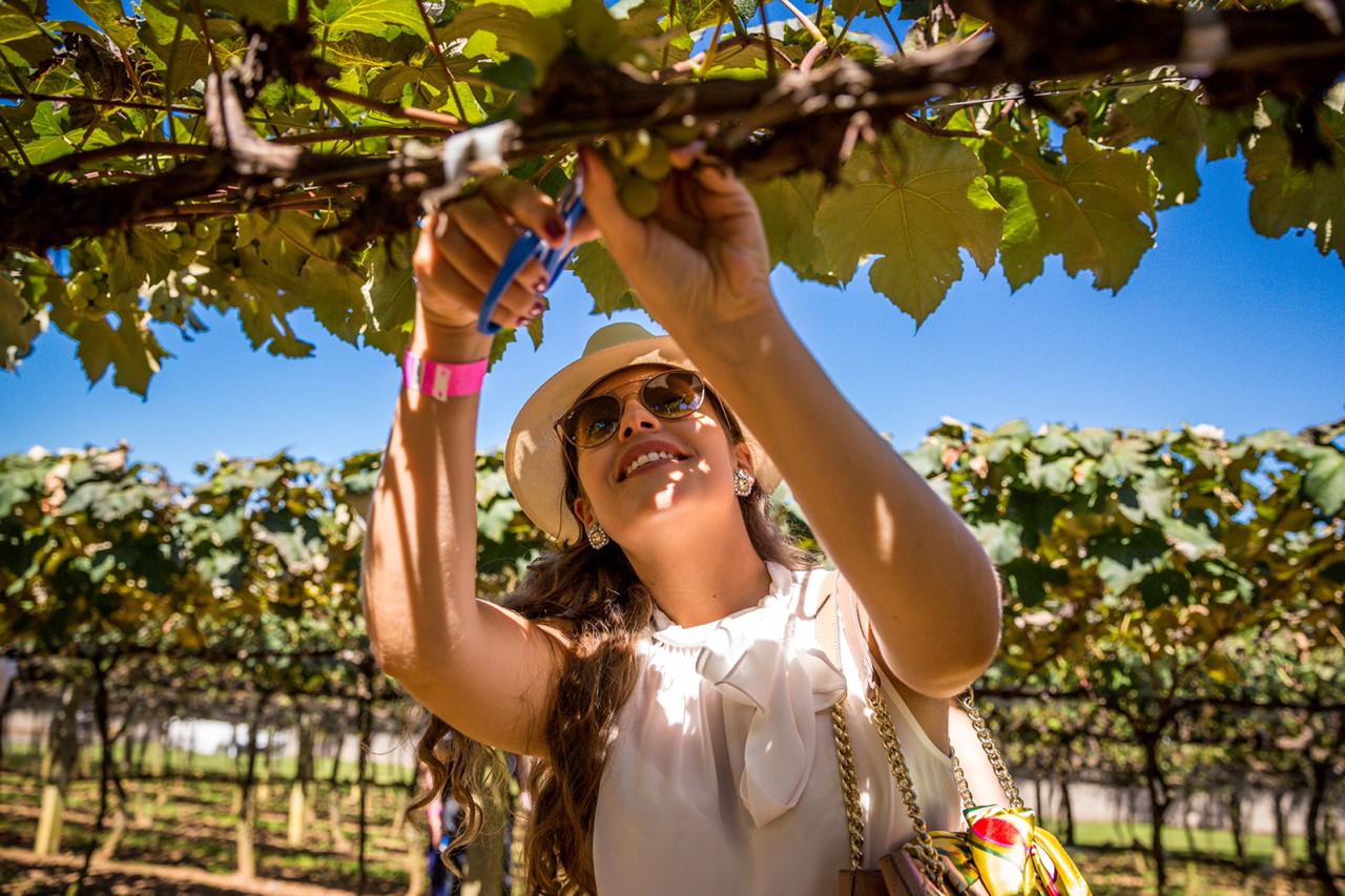 Vinícola Góes anuncia segunda edição do Tour Especial com Colheita