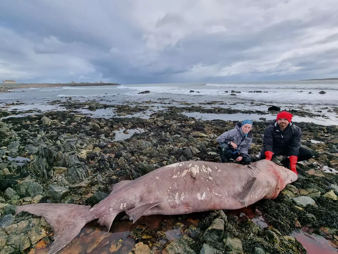 Tubarão-tigre de 4 metros é encontrado em praia na Irlanda; veja registros