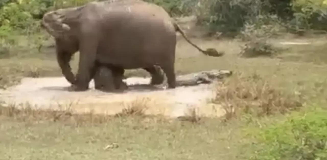 Elefanta salva filhote de ataque de crocodilo; veja o vídeo