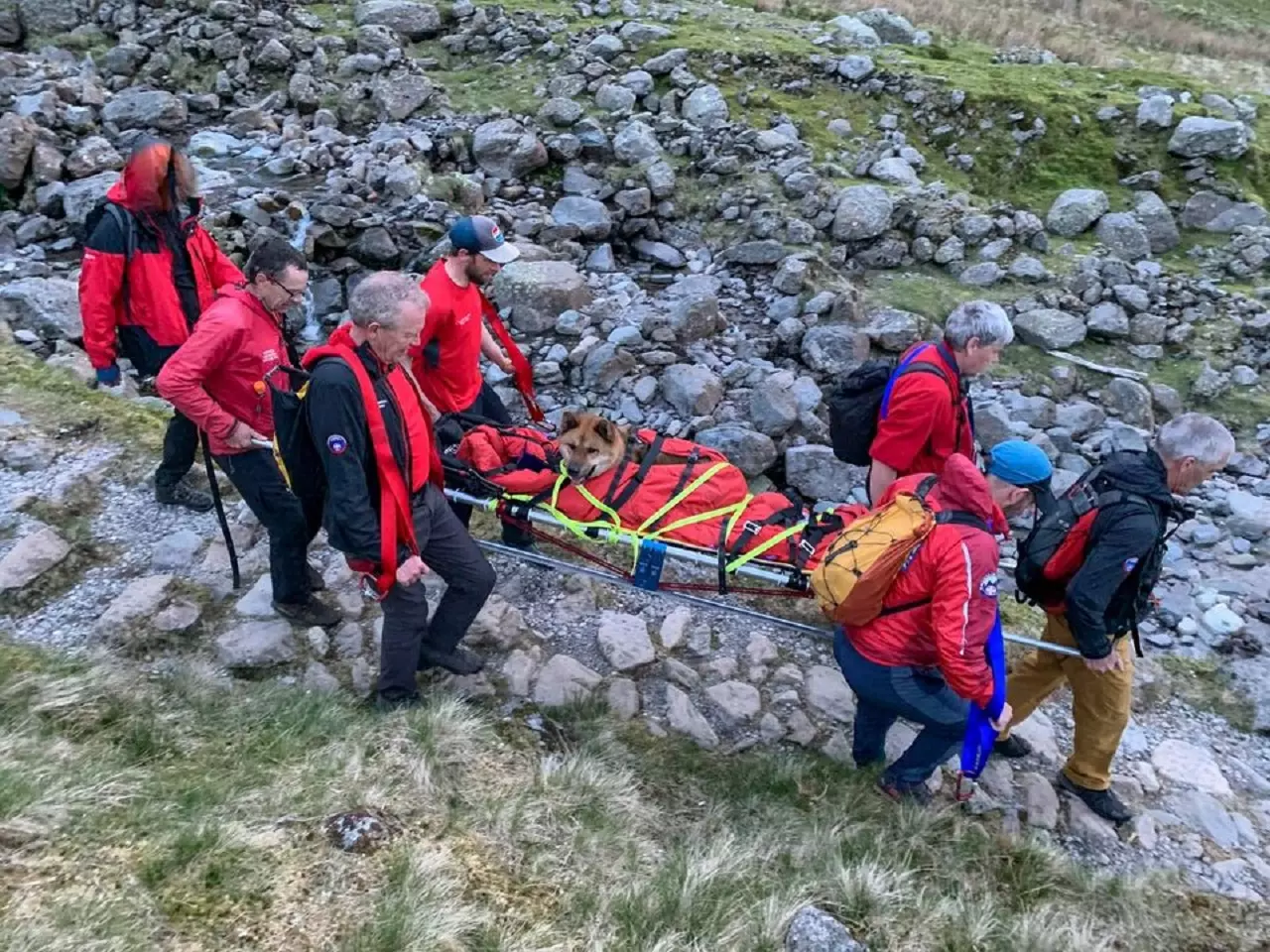 Cachorro escala montanha na Inglaterra e precisa ser resgatado
