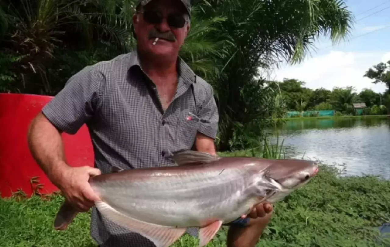 Corpo de pescador desaparecido é encontrado dentro de crocodilo na AU